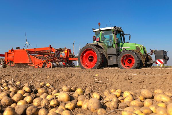 Tractor pulling potato digger