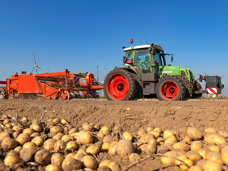 Tractor pulling potato digger